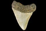 Fossil Megalodon Tooth - North Carolina #109713-2